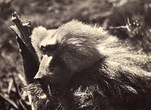 ファシズムの時代に帝国を築く：猿 1936年09月05日（モノクロ写真 作： Modestino Baldinetti