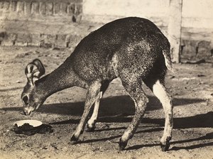 ファシズムの時代に帝国を築く：カモシカ 1936年09月05日（モノクロ写真 作： Modestino Baldinetti