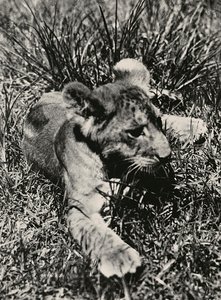 ファシズムの時代に帝国を築く：若き獅子の例 1936年09月05日（モノクロ写真 作： Modestino Baldinetti