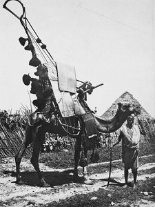 ファシズムの時代に帝国を築く：結婚式のために飾りをつけたラクダ、1936年09月05日（モノクロ写真