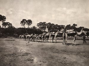 ファシズムの時代に帝国を築く：ラクダのキャラバン隊 1936年09月05日（モノクロ写真 作： Modestino Baldinetti