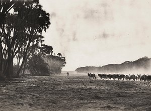 ファシスト時代の帝国建設：ガスク川に向かって放牧される牛たち 1936年09月05日（モノクロ写真 作： Modestino Baldinetti