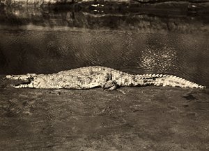 ファシズムの時代に帝国を築く：クロコダイル、1936年09月05日（モノクロ写真 作： Modestino Baldinetti