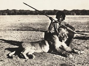 ファシスト時代の帝国建設：ライオンの例 1936年09月05日（モノクロ写真 作： Modestino Baldinetti