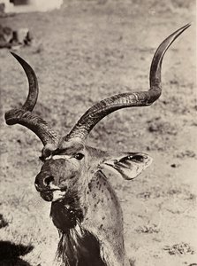 ファシスト時代の帝国建設：アガゼンの例 1936年09月05日（モノクロ写真 作： Modestino Baldinetti