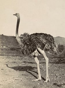 ファシズムの時代に帝国を築く：ダチョウの例 1936年09月05日（モノクロ写真 作： Modestino Baldinetti