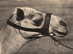ファシストの時代に帝国を築く：ビシャリのラクダの頭 1936年09月05日（モノクロ写真 作： Modestino Baldinetti