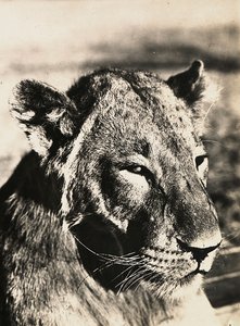 ファシズムの時代に帝国を築く：ライオンの頭 1936年09月05日（モノクロ写真 作： Modestino Baldinetti