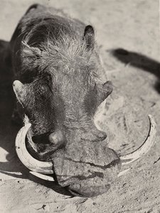 ファシズムの時代に帝国を築く：イノシシの頭 1936年09月05日（モノクロ写真 作： Modestino Baldinetti