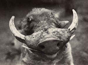 ファシズムの時代に帝国を築く：イノシシの頭 1936年09月05日（モノクロ写真 作： Modestino Baldinetti