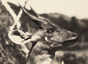 ファシズムの時代に帝国を築く：カモシカの頭 1936年09月05日（モノクロ写真 作： Modestino Baldinetti