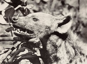 ファシズムの時代に帝国を築く：ハイエナの頭部 1936年09月05日（モノクロ写真 作： Modestino Baldinetti