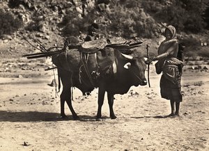 ファシズムの時代に帝国を築く：ノマド、1936年09月05日（モノクロ写真 作： Modestino Baldinetti