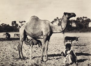ファシズムの時代に帝国を築く：ノマド 1936年09月05日（モノクロ写真 作： Modestino Baldinetti