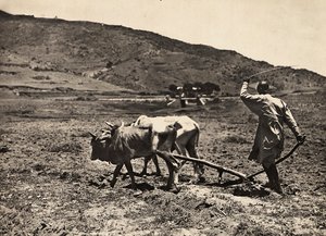 ファシストの時代に帝国を築く：アルトピアノでの耕作、1936年05月09日（モノクロ写真 作： Modestino Baldinetti