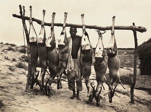 ファシストの時代に帝国を築く：捕獲された鹿たち 1936年09月05日（モノクロ写真