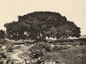ファシストの時代に帝国を築く：1896年にアドゥアで行われたイタリア人捕虜の法廷「シコモーロ」、1936年09月05日（モノクロ写真