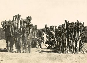 ファシスト時代の帝国建設：ナクファの井戸（1936年9月5日）（モノクロ写真