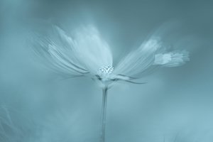 夢のような青い花