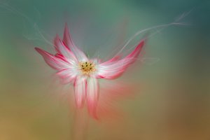 幻想的なピンクの花