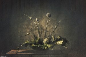 ダーク・ボタニカル・スティルライフ 作： Monique van Velzen