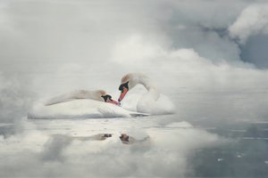 穏やかな白鳥のつがい 作： Monique van Velzen