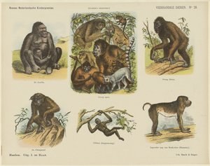 四つ足の動物 (オブジェクトのタイトル) 新しいオランダの子供の版画 (オブジェクトのシリーズ タイトル) ファンケの版画（オブジェクトのシリーズタイトル） 作： Monogrammist A.K.