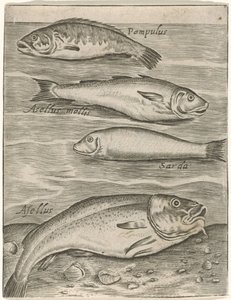 Studieblad は vier vissen に会いました お魚ライブアイコン（連載タイトル） 作： Monogrammist P+P