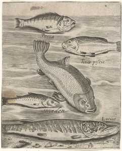 Studieblad と vijf vissen の出会い お魚ライブアイコン（連載タイトル） 作： Monogrammist P+P