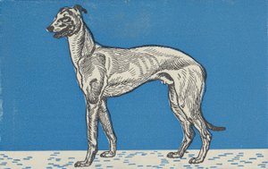 グレイハウンド、1912年。 作： Moritz Jung