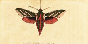 エレファントホークモス、deilephila elpenor。、1800（彫刻） 作： Moses Harris