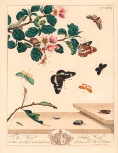 8匹の蛾、Diloba caeruleocephala、白い提督、Limenitis arthemis、煙突掃除人、Odezia atrata、赤いアーチの蛾、Callimorpha miniata、茶色の羽化した蛾、Pterophorus pterodactylus、希少なシルバーライン、Bena bicolorana、および鼻の蛾、ハイペン 作： Moses Harris
