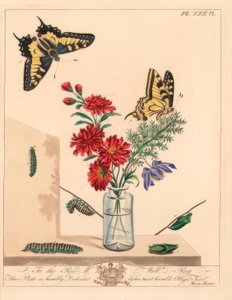 アゲハチョウ（Papilio machaon）。イラストをもとにした手彩色のリトグラフ 作： Moses Harris