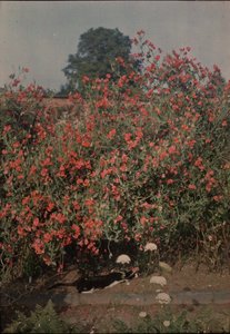 猫とスイートピー、カリフォルニア州。 1907年。 作： Moss