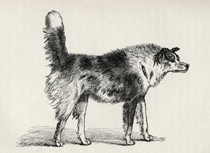 チャールズダーウィンの「人と動物の感情の表現」、1872年からの敵対的な意図のあるハーフ飼育の羊飼いの犬 作： Mr. A. May