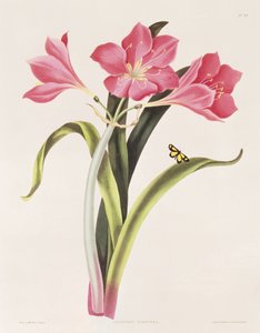 アマリリスプルプレア、「六角形の植物の選択」からのプレート39、ロバートハヴェル（1769-1832）によって彫刻された、パブ。 1831-34 作： Mrs Edward Bury