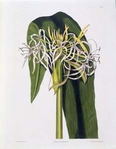 Crinum Declinatum、 &39;A Selection of Hexandrian Plants&39;のプレート43、R。Havell、ロンドン、1831-34（手彩色の彫刻）を公開