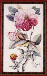 Gul-o Bulbul、c。 1849-50（紙に水彩）