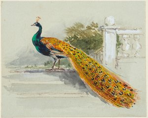 孔雀、1640-99年頃（水色の織紙にペン、黒と茶のインク、水彩、ボディカラー） 作： Myles Birket Foster