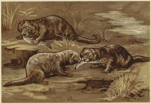 カワウソについて（リソ） 作： N. Parker