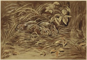 小さなノウサギ (リソ) 作： N. Parker