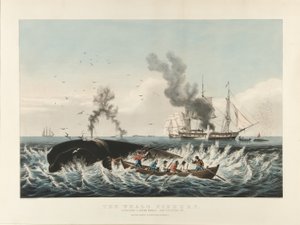 The Whale Fishery:Attacking a Sperm Whale....and 