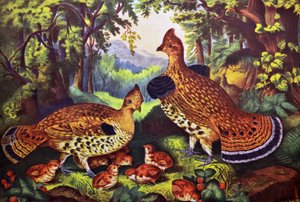 幸せな家族、エリマキライチョウと若い 作： N. and Ives, J.M. Currier