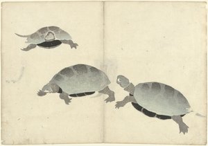 3匹のカメ 光琳の画集（連載タイトル） 光琳がうう（連載タイトル）