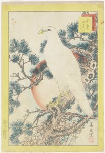 No. 1、ホワイトファルコンと5針マツ、1859年（カラー木版印刷） 作： Nakayama Sugakudo