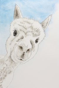 好奇心旺盛なアルパカの肖像 作： 