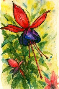 フクシアの水彩画のような花 作： Natalie Bruns