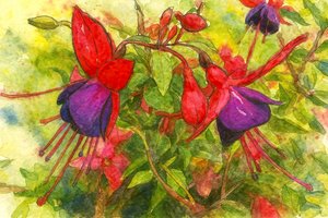 鮮やかなフクシア色の花 作： Natalie Bruns