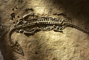 三畳紀の海生脊椎動物の化石（パキプレウロサウルス）。