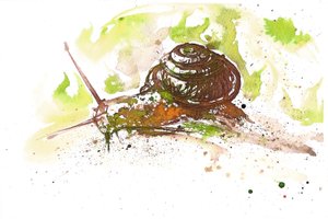 カタツムリ、2025年（インク）